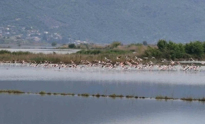 Su altında kalan arazilerde flamingolar g&ouml;rsel ş&ouml;len oluşturdu
