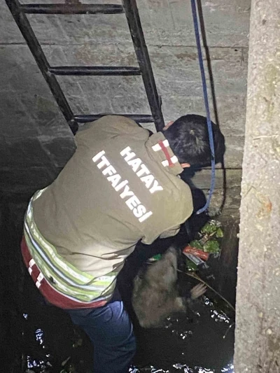 Su dolu kuyuya düşen 2 köpeği itfaiye kurtardı
