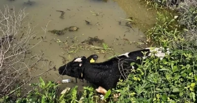 Su kanalına d&uuml;şen inek itfaiye ekipleri tarafından kurtarıldı
