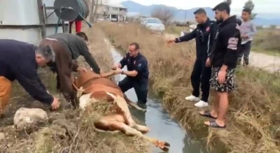 Su kanalına d&uuml;şen inek itfaiyenin 1 saatlik &ccedil;alışmasıyla kurtarıldı
