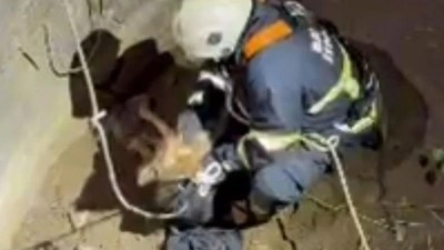 Su kuyusuna düşen çakal kurtarıldı