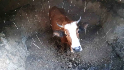 Su kuyusuna düşen inek için kurtarma operasyonu
