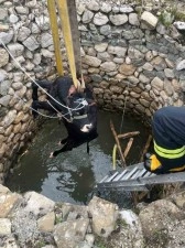 Su kuyusuna d&uuml;şen inek itfaiye ekiplerince kurtarıldı