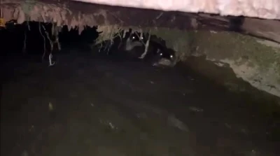 Su samurları sulama kanalında görüntülendi
