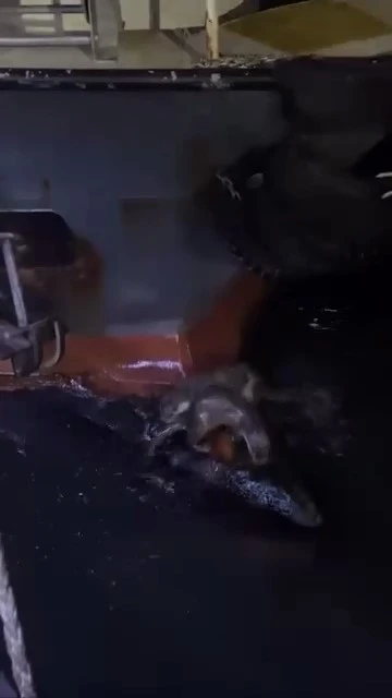 Su samurlarının balık keyfi kamerada

