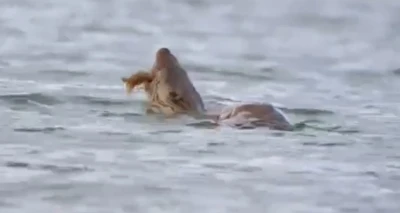 Su samuru avını yerken görüntülendi
