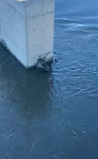 Su samuru balık yerken g&ouml;r&uuml;nt&uuml;lendi
