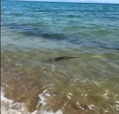 Su samurunun deniz keyfi, tatilciler tarafından görüntülendi
