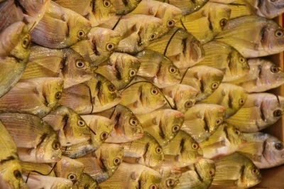 Su Ürünleri Derneği: En güvenilir protein kaynağı sularda
