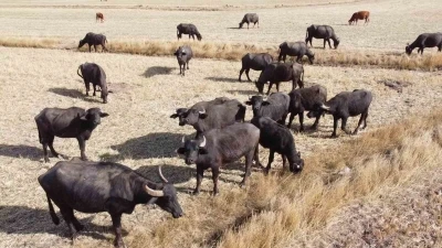 Sulak ve serin yerleri seviyor, yoğurdu ve kaymağının lezzeti herkesçe biliniyor
