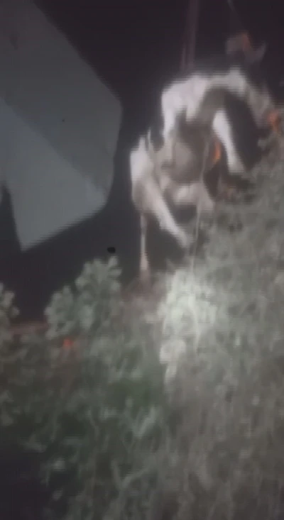 Sulama kanalına düşen ineği itfaiye ekipleri kurtardı
