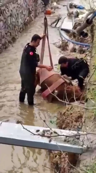 Sulama kanalına d&uuml;şen ineği itfaiye kurtardı
