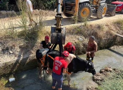 Sulama kanalına düşen inek itfaiye ekiplerince kurtarıldı
