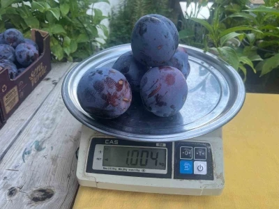 Süleymanlı Yaylasında yetişen eriklerin 5 adeti 1 kilo geliyor
