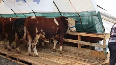 Sultangazi Belediyesi Kurban Alanı&rsquo;nda bayram hareketliliği
