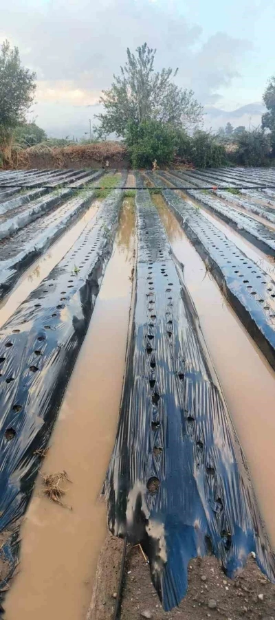 Sultanhisar’da sağanak çilek tarlalarını vurdu
