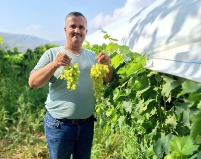 Sultaniye üzüm sezonu açıldı, üreticiler sosyal medyada tanıtıma başladı
