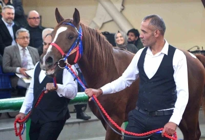 Sultansuyu’nun şampiyon tayları Veliefendi’de rekor fiyatlara satıldı
