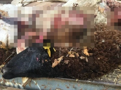 Sürüden ayrılan koyunları kurt telef etti
