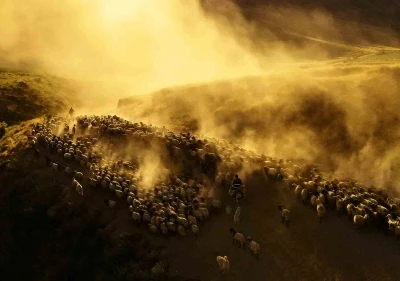 Sürülerin tozlu yolculuğu havadan görüntülendi
