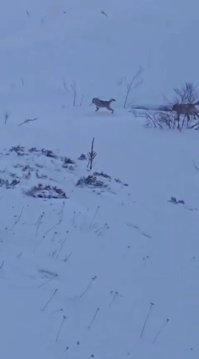 S&uuml;r&uuml;ye saldıran kurt kangal k&ouml;peği tarafından engellendi
