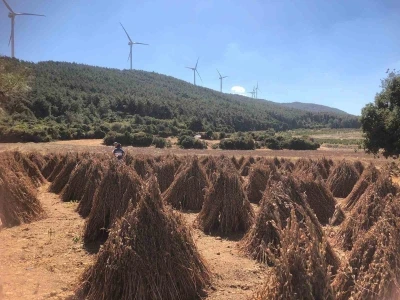 Susamda hasat zamanı yaklaşıyor
