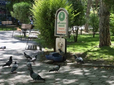 Susayan onlarca g&uuml;vercin, k&ouml;pekler i&ccedil;in konulan suyu i&ccedil;ti
