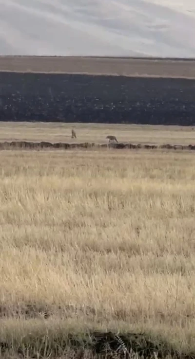 Susuz’da kurt sürüsü görüntülendi
