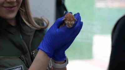 S&uuml;t anne kedi, 3 kediyi de sahiplendi
