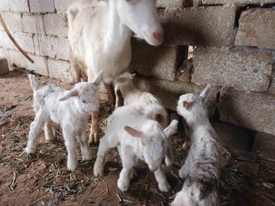 S&uuml;t rekortmeni Saanen ke&ccedil;iden d&ouml;rd&uuml;z doğum
