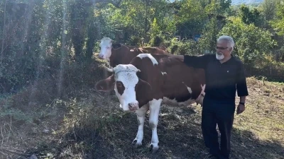 Süt sığırcılığı yapan ailelere 4 milyon 476 bin TL destek
