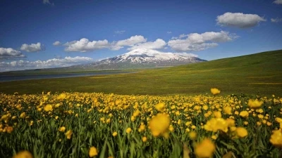 S&uuml;tey Yaylası sarı d&uuml;ğ&uuml;n &ccedil;i&ccedil;ekleriyle renklendi
