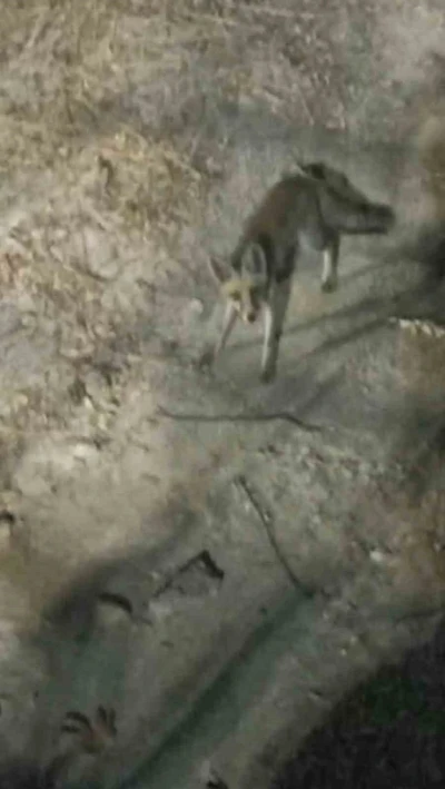 Tabiat parkına inen tilki piknikçiler tarafından görüntülendi
