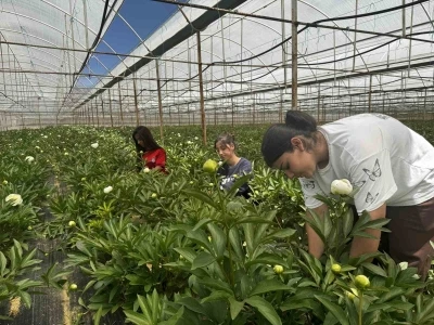 Tanesi toptancıya 150 TL&rsquo;den satılıyor, T&uuml;rkiye&rsquo;nin 81 iline g&ouml;nderiliyor
