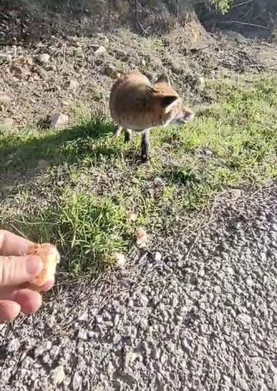 Tarihi Alan&rsquo;da insanlara alışan tilki b&ouml;lgenin maskotu oldu
