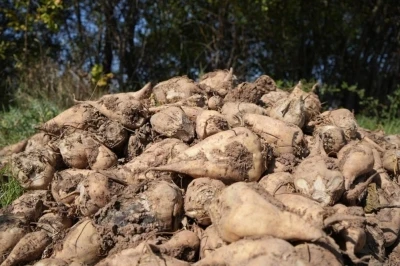 Tarım Bakanlığı: &quot;Kuraklık nedeniyle şeker pancarı üretimini kısıtlamayacağız&quot;
