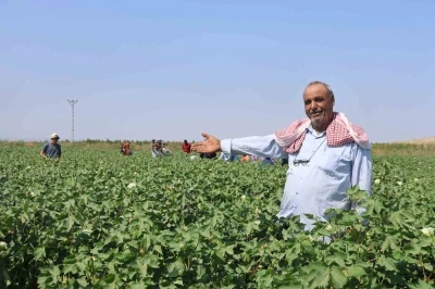 Tarım işçileri, 45 dereceyi aşan sıcakta 650 TL yevmiyeyle  pamuk tarlasında zorlu mesai sürdürüyorlar
