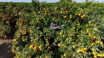 Tarım işçilerinin grevi mandalinayı dalında bıraktı: Kilosu 3 liraya kadar geriledi
