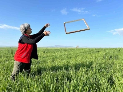 Tarım &uuml;r&uuml;nlerinde rekolteyi arttırmak amacıyla zararlı takibi s&uuml;r&uuml;yor
