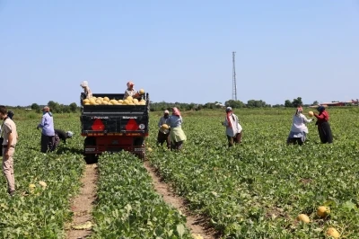 Tarımda planlama eksikliği fiyatları vurdu: Karpuz tarlada 2, markette 8,5 TL
