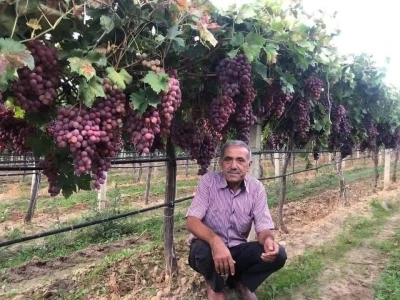 TARİŞ’in açıkladığı üzüm fiyatına tepki
