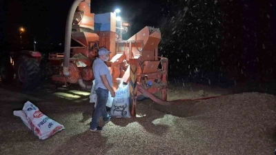 Tarlada fındık nöbeti
