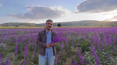 Tarlalar mora boyandı, &ccedil;i&ccedil;ekler resim tablosunu andırdı
