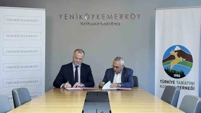 Taşınan zeytin ağaçlarını TTKD izleyecek
