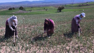 Taşk&ouml;pr&uuml; sarımsağı tarlalarındaki zararlı otları tek tek topluyorlar
