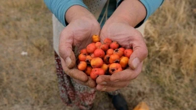 Tatvan’da alıç hasadı
