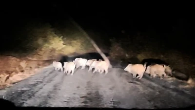 Tatvan’da domuz sürüsü görüntülendi
