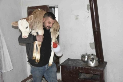 Tatvan&rsquo;da hasta buzağıya evde &ouml;zel bakım
