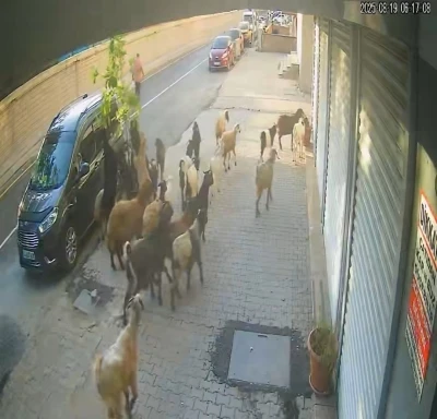 Tatvan’da keçinin inadı limon ağacını devirdi
