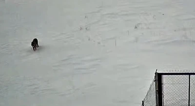 Tatvan&rsquo;da kurt g&ouml;r&uuml;nt&uuml;lendi
